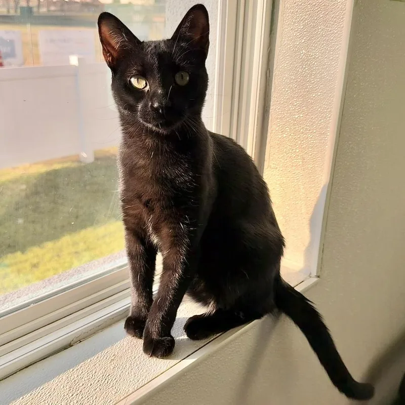 Cheshire Cat thumbnail 4