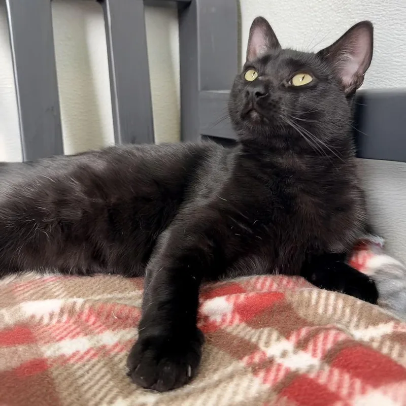 Cheshire Cat thumbnail 5