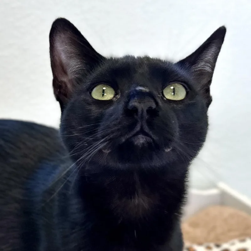 Cheshire Cat thumbnail 6