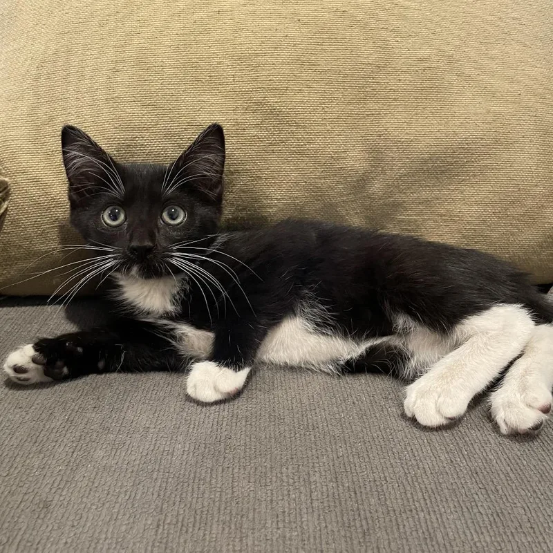A baby small-sized female Black American Shorthair cat named Nova for adoption in Tucson, AZ