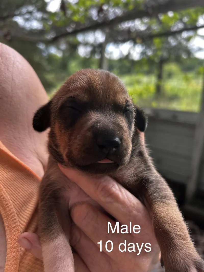 A baby small-sized male Terrier dog named Chester for adoption in Welling, OK