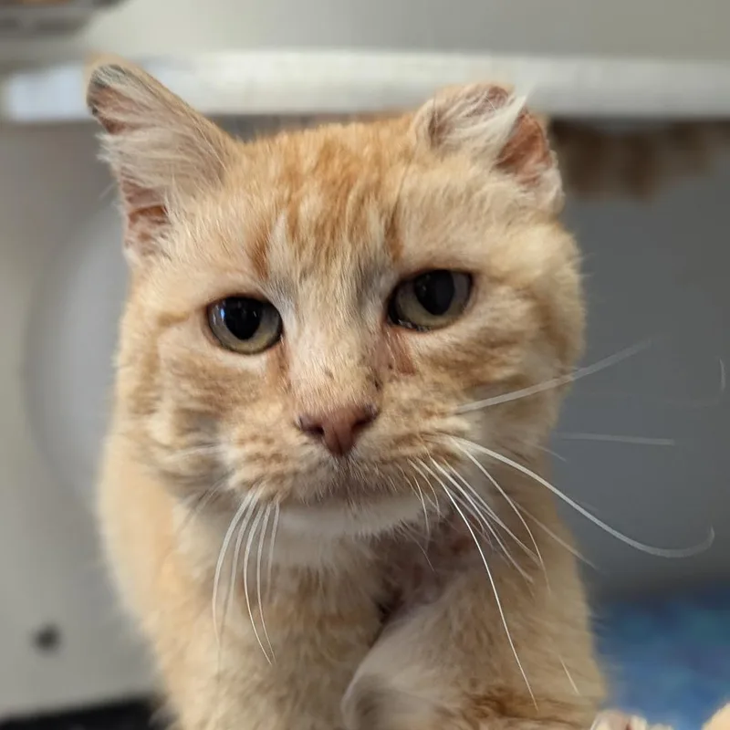 A senior medium-sized female Orange / Red Domestic Short Hair cat named Yoplait for adoption in Norfolk, NE