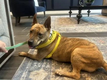 An adult medium-sized female Mixed Breed dog named Andrielle for adoption in Chamblee, GA
