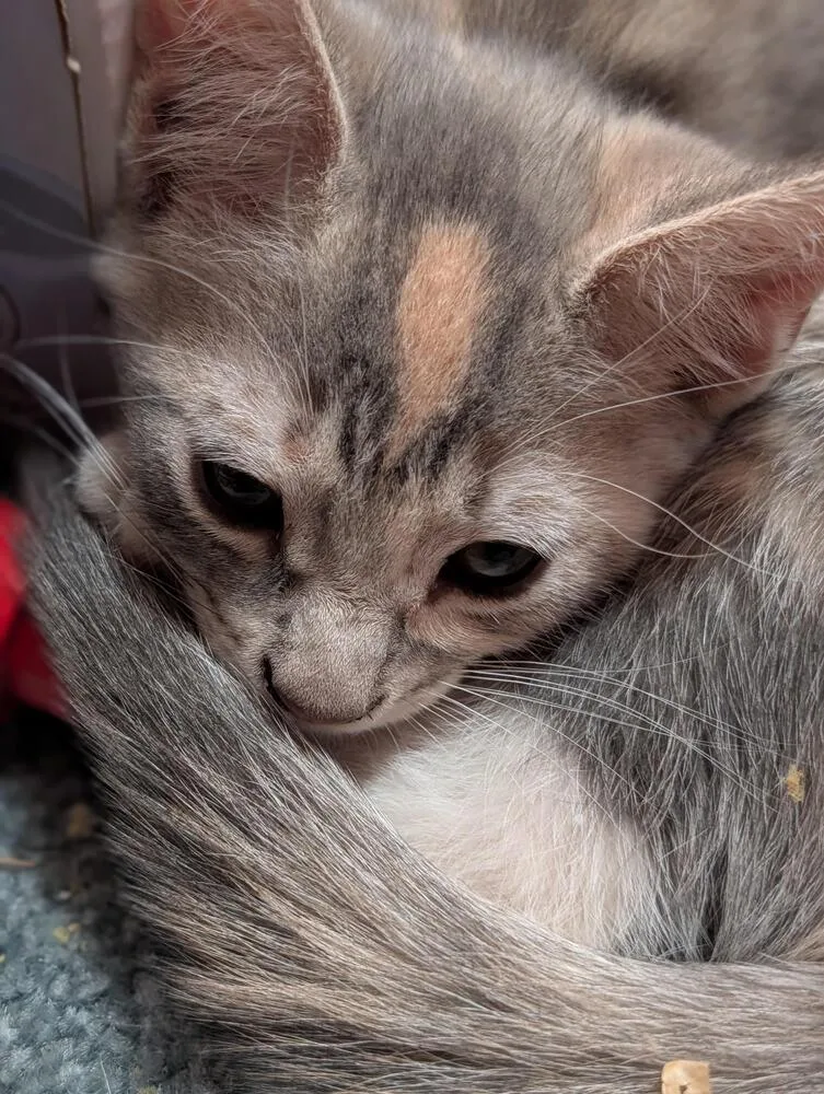 A baby small-sized female Gray & White Domestic Short Hair cat named Dottie for adoption in Lancaster, CA