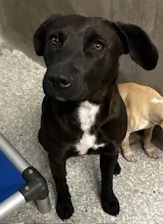 A young medium-sized female Labrador Retriever dog named Sky for adoption in Lodi, CA