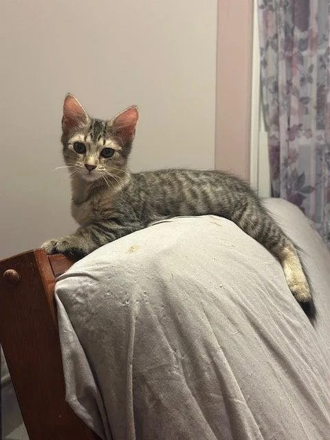 A young medium-sized female Domestic Short Hair cat named Midge for adoption in Ocean Pines, MD