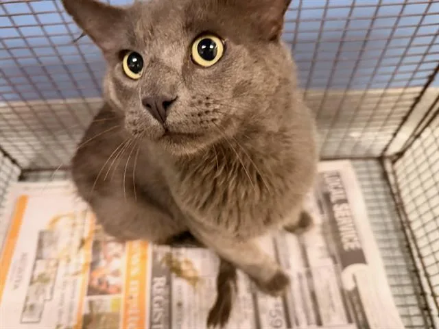 An adult medium-sized male Domestic Short Hair cat named Grimer for adoption in Tustin, CA