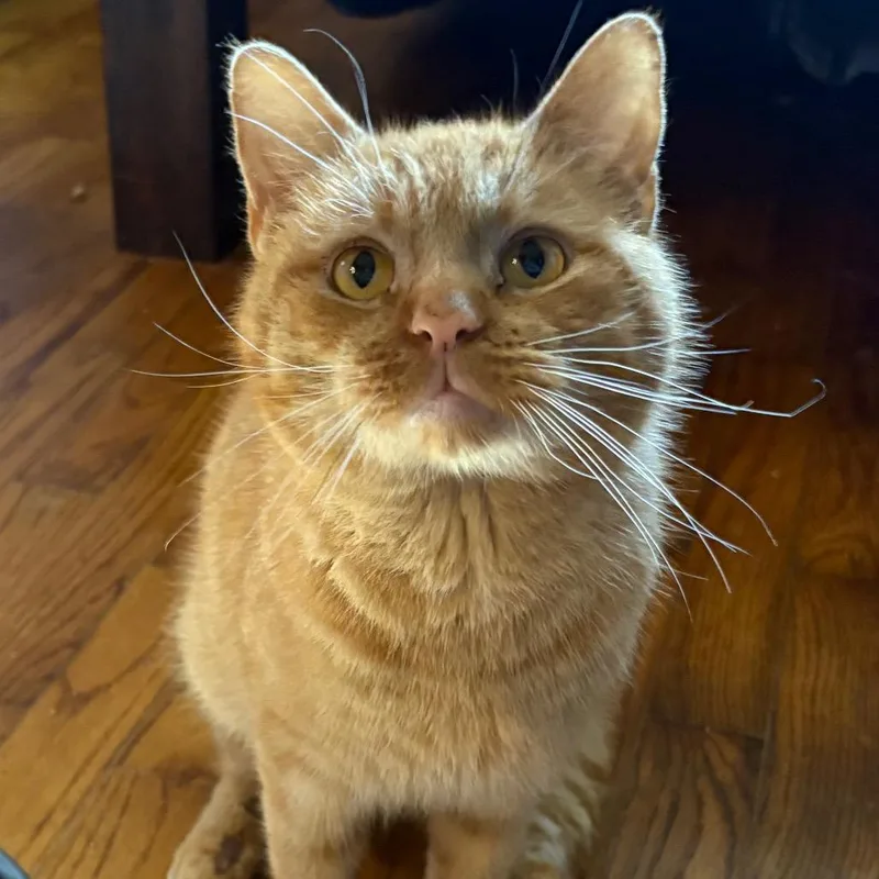 An adult medium-sized male Orange / Red Domestic Short Hair cat named Triton for adoption in Bristol, IN