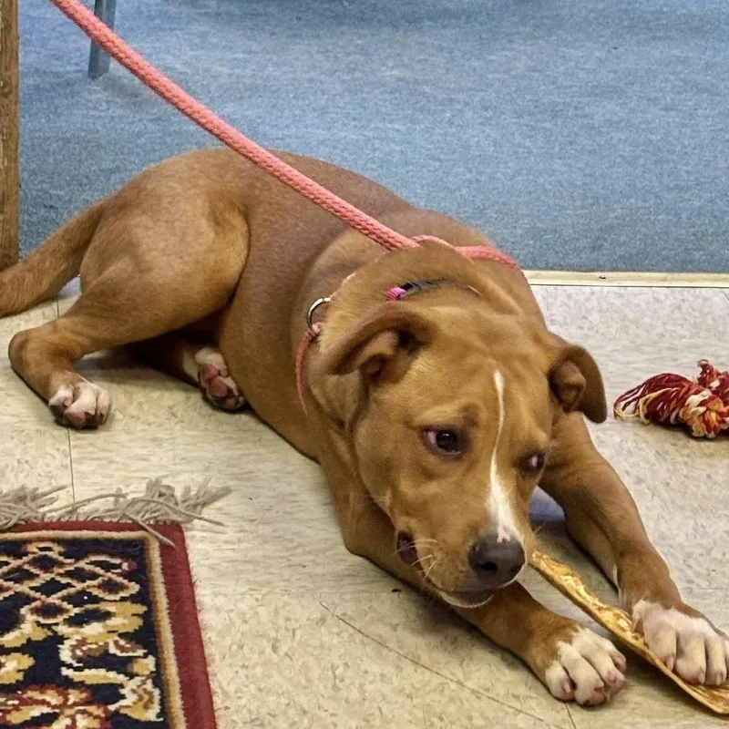 An adult medium-sized male Brown / Chocolate Mixed Breed dog named Tip for adoption in Shelby, NC