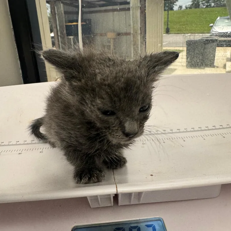 A baby small-sized female Gray / Blue / Silver Domestic Short Hair cat named Shanon for adoption in Columbiana, AL
