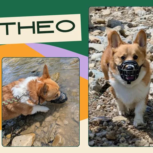 An adult small-sized male Red / Chestnut / Orange Corgi dog named Theo for adoption in Franklin, OH
