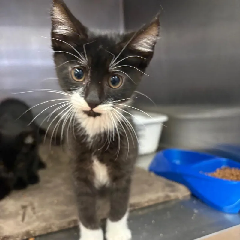 A baby small-sized male Black Domestic Short Hair cat named Jack for adoption in Spokane, WA