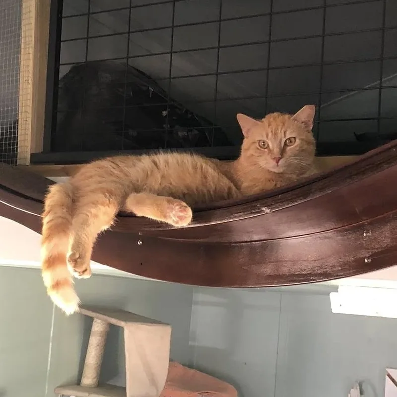 An adult medium-sized male Orange / Red American Shorthair cat named Solo for adoption in Freeport, FL