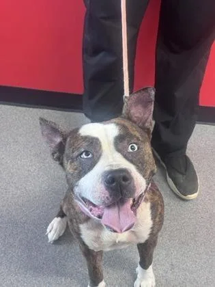An adult medium-sized female Mixed Breed dog named Helen for adoption in West Chester, PA