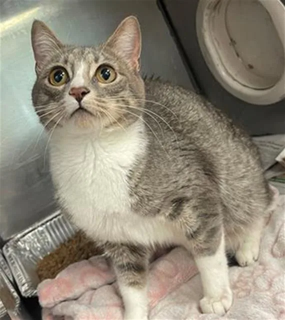 A young medium-sized female Domestic Short Hair cat named Shardine for adoption in Columbia, SC