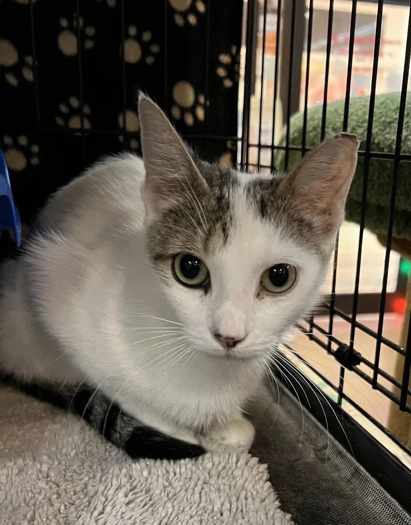 A young medium-sized female Domestic Short Hair cat named Belle for adoption in Blasdell, NY