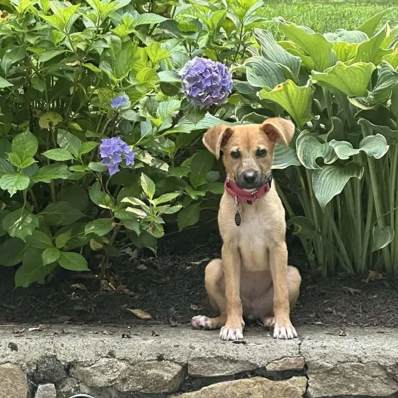 A baby medium-sized female Yellow / Tan / Blond / Fawn Hound dog named Cashew for adoption in Chatham, NJ