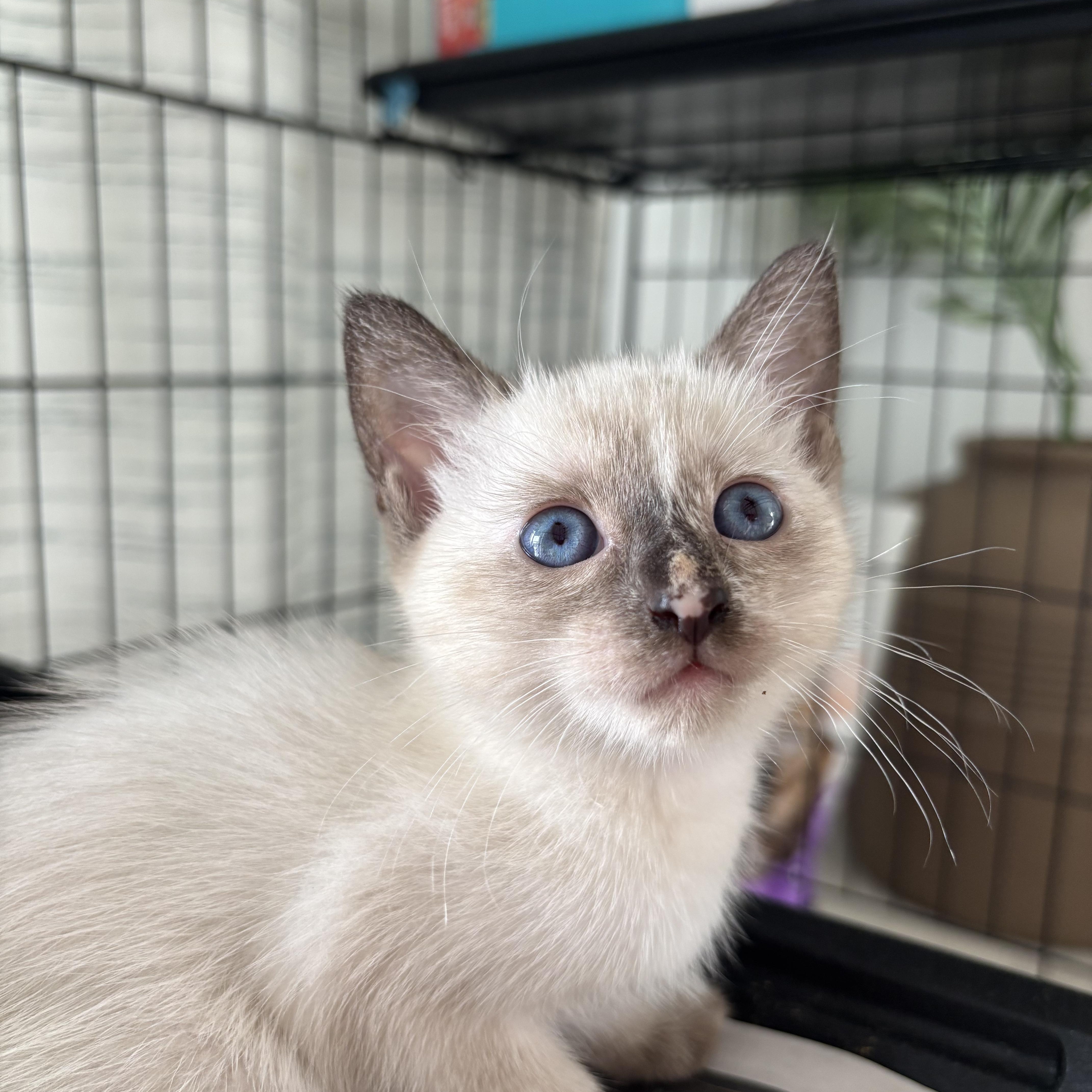 A baby medium-sized female Ragdoll cat named Dolly for adoption in EWA BEACH, HI
