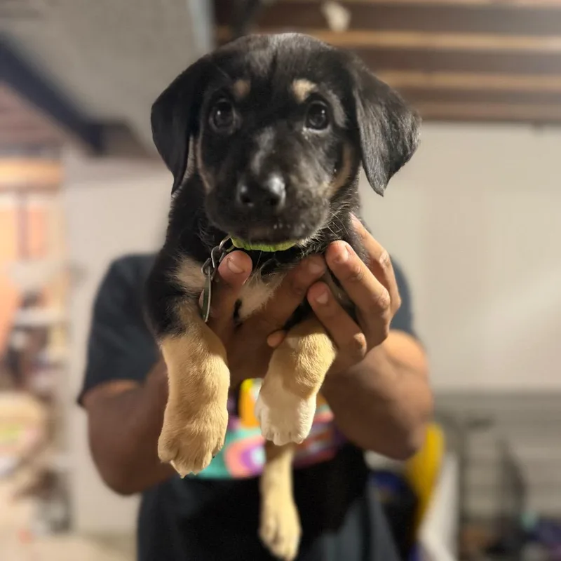 A baby small-sized female Black Mixed Breed dog named Kookaburra for adoption in Buffalo, MN