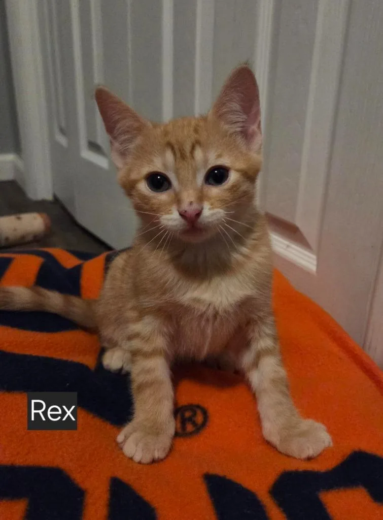A baby medium-sized male Domestic Short Hair cat named Rex for adoption in Fort Oglethorpe, GA