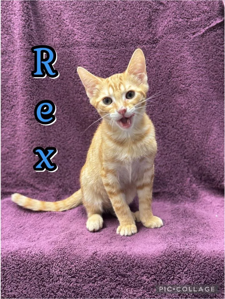 Rex thumbnail 2