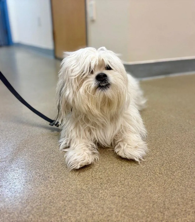 An adult small-sized male Coton de Tulear dog named Tucker for adoption in Sayreville, NJ