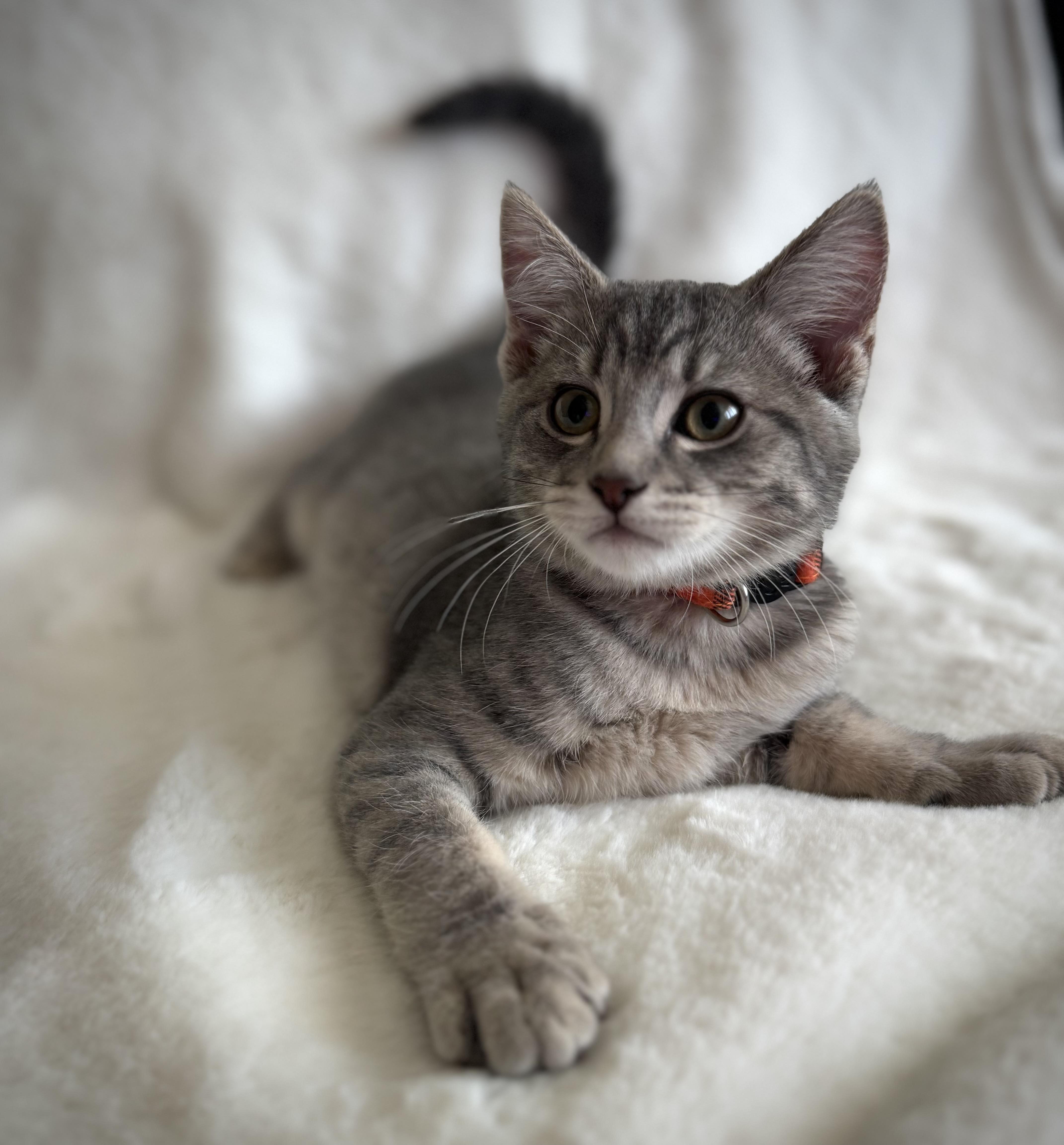 A baby medium-sized male Tabby (Gray / Blue / Silver) Domestic Short Hair cat named Banana Pudding for adoption in Davis, CA