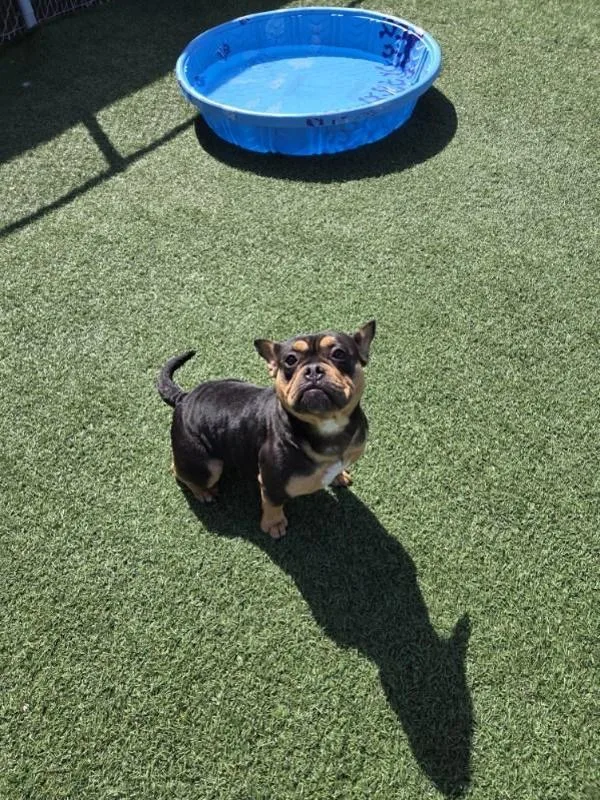 A young medium-sized female French Bulldog dog named Daisy for adoption in Hollister, CA