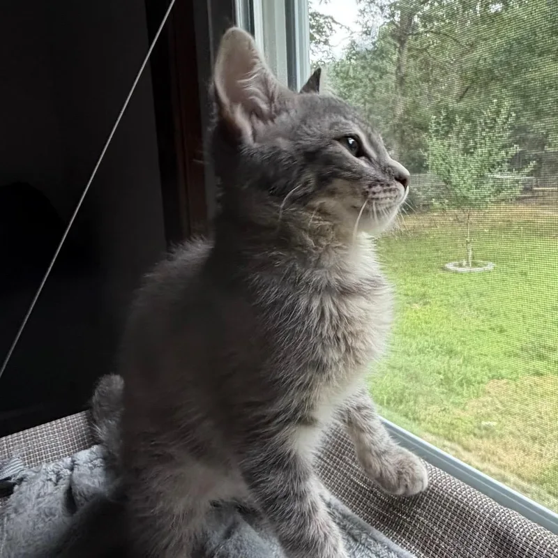 A baby small-sized male Gray / Blue / Silver Domestic Short Hair cat named Blitz for adoption in Ashland, VA