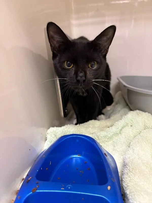 An adult medium-sized male Black Domestic Short Hair cat named Stewart for adoption in Burgaw, NC