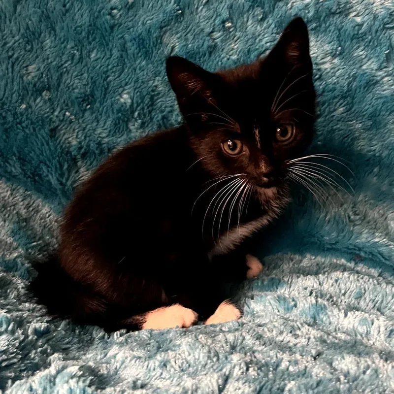 A baby small-sized female Black Domestic Short Hair cat named Minsc for adoption in Springfield, MA