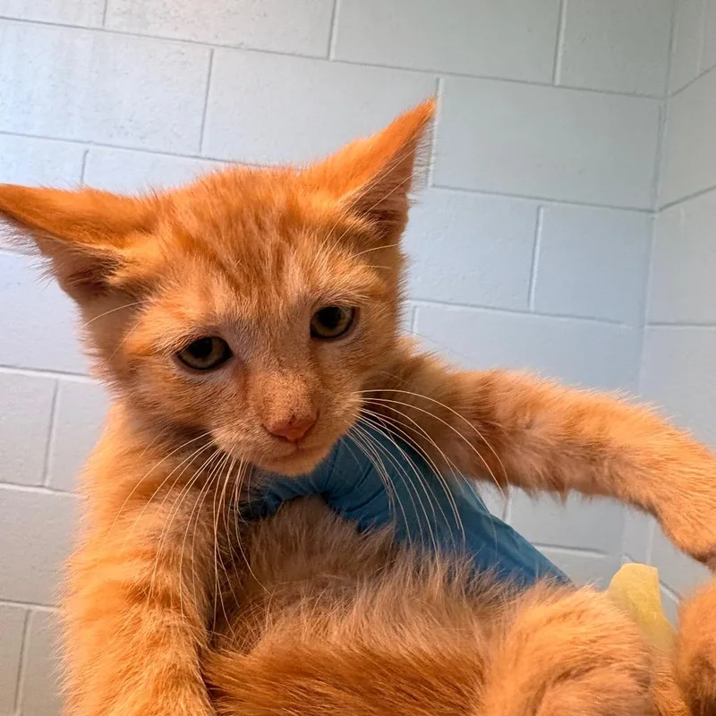 A baby small-sized male Orange / Red Domestic Short Hair cat named Ludo for adoption in Fredericksburg, VA