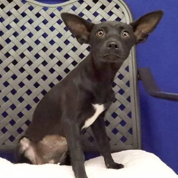 A baby small-sized female Cairn Terrier dog named Dew for adoption in Fort Davis, TX