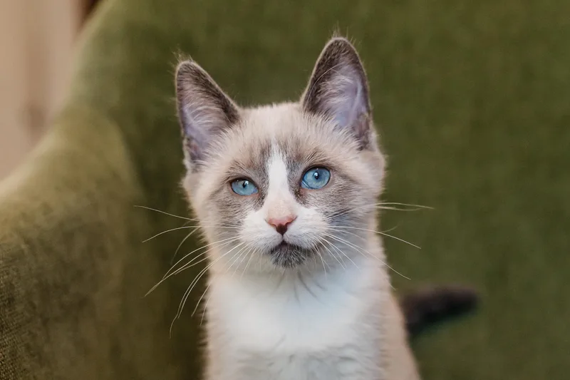 A baby medium-sized female Siamese cat named Cecilia for adoption in Davis, CA