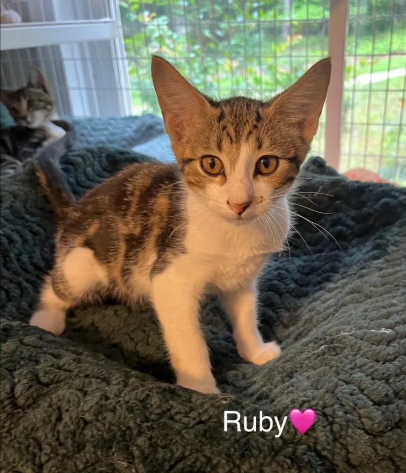 A baby small-sized female Domestic Short Hair cat named Ruby for adoption in Lunenburg, MA