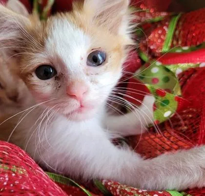 Dr. Ellie thumbnail 2