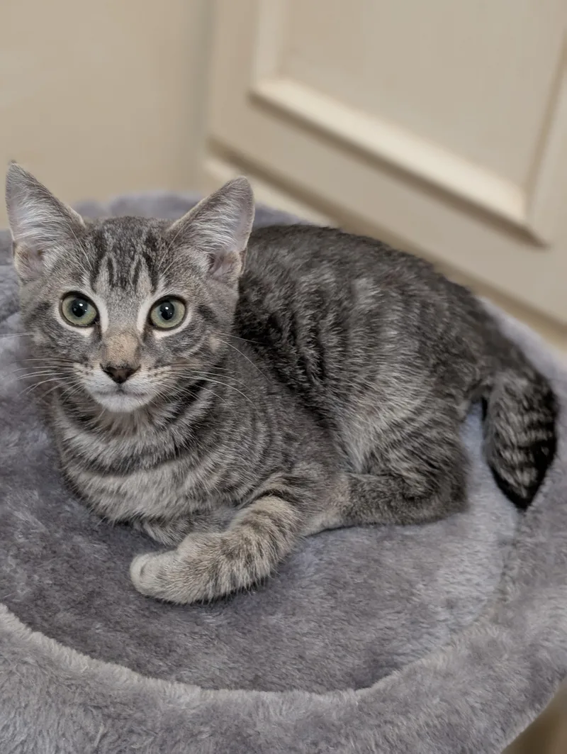 A baby medium-sized male Tabby (Gray / Blue / Silver) Domestic Short Hair cat named Ollie for adoption in Jacksonville, FL