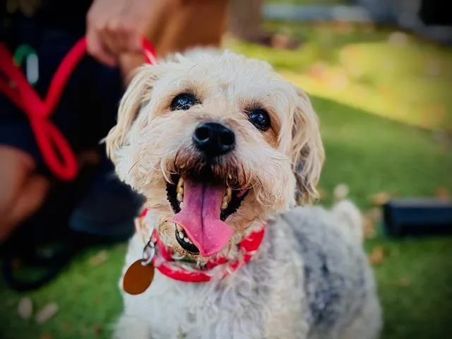 An adult small-sized male Yorkshire Terrier dog named Ginger for adoption in Orlando, FL