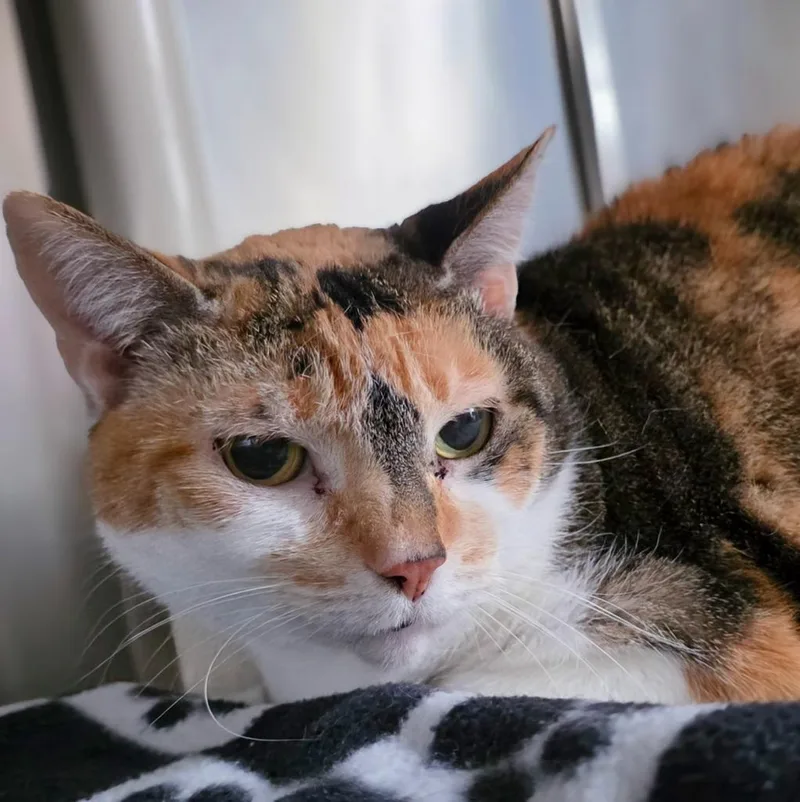 An adult small-sized female Calico cat named Monkey for adoption in New Manchester, WV