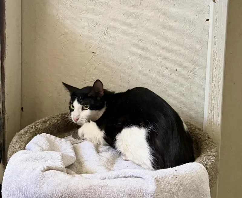 An adult small-sized male Black & White / Tuxedo Domestic Short Hair cat named Dopey for adoption in Marana, AZ