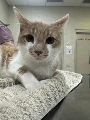 A baby small-sized male Domestic Short Hair cat named Marlo for adoption in Fishers, IN
