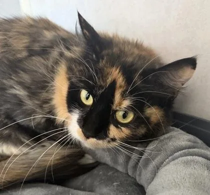 An adult medium-sized female Calico Domestic Long Hair cat named Buttercup for adoption in Salem, NH