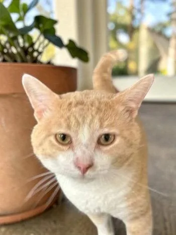 An adult medium-sized male Orange & White Domestic Short Hair cat named Tumbleweed for adoption in Champaign, IL