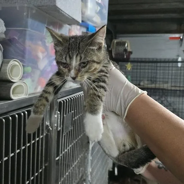 A baby small-sized male Brown / Chocolate Domestic Short Hair cat named Brooks for adoption in Sioux Falls, SD