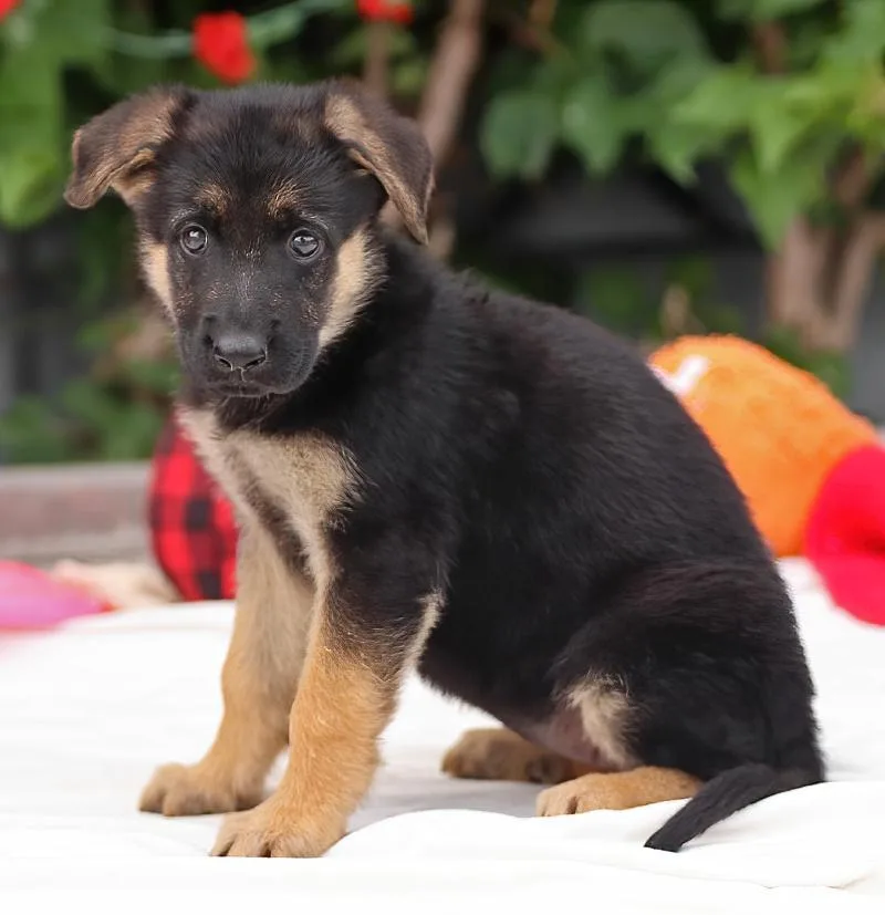 A baby large-sized female Black German Shepherd Dog dog named Ella von Evessen for adoption in Los Angeles, CA