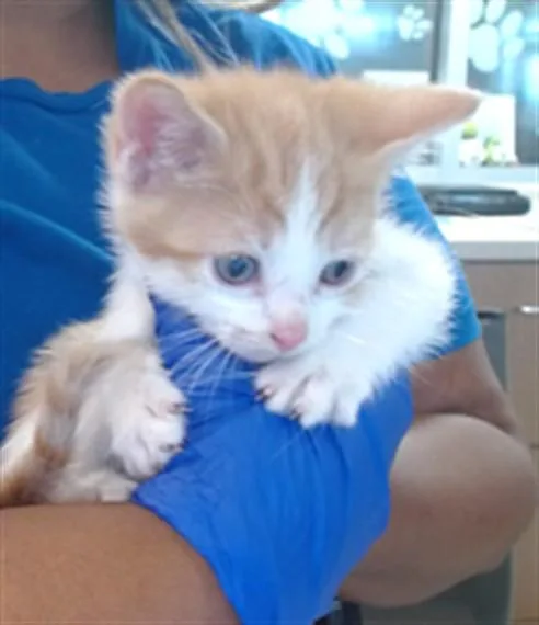 A baby small-sized male Domestic Short Hair cat named Butterscotch for adoption in Louisville, KY