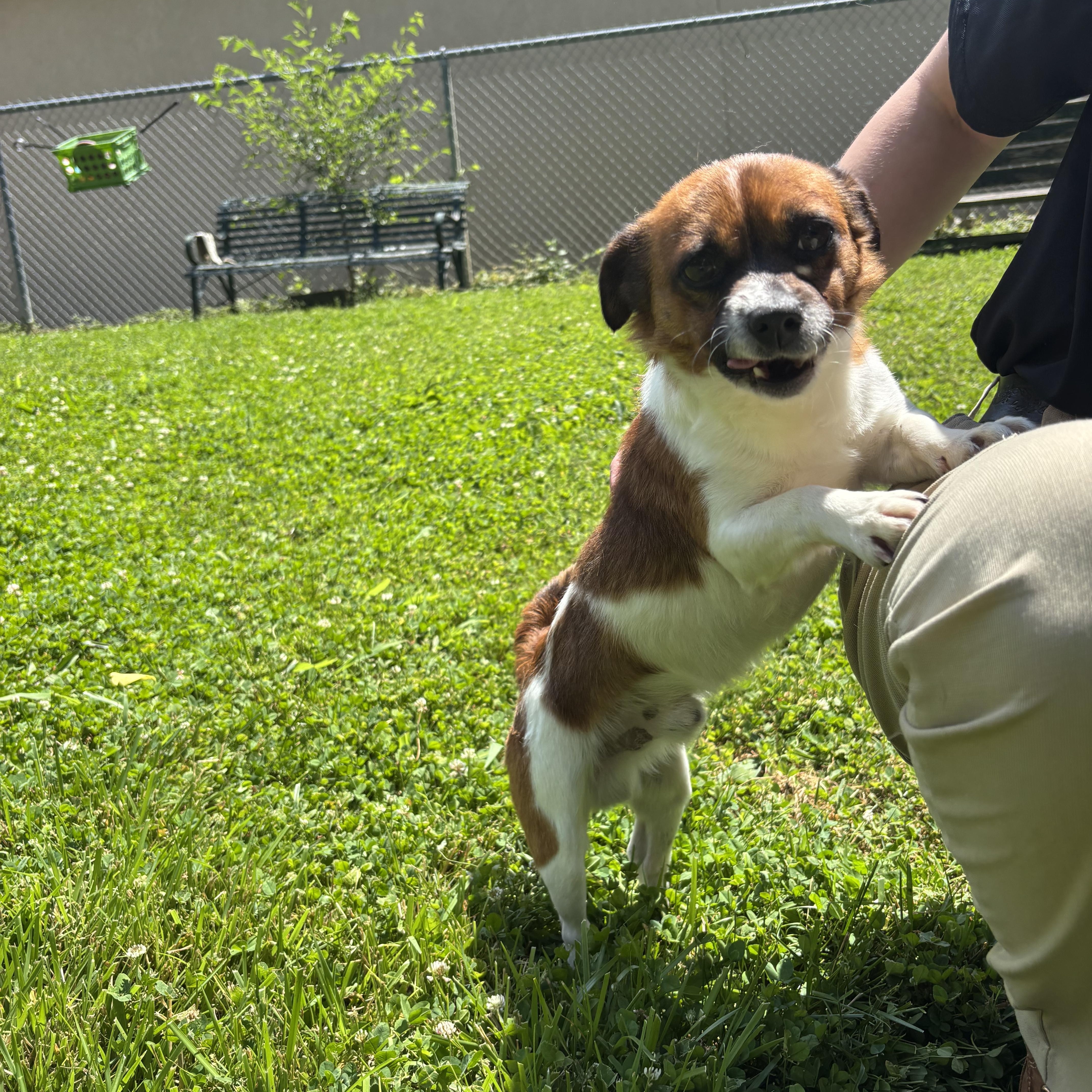 An adult small-sized male Brown / Chocolate Mixed Breed dog named Lynyrd for adoption in Circleville, OH