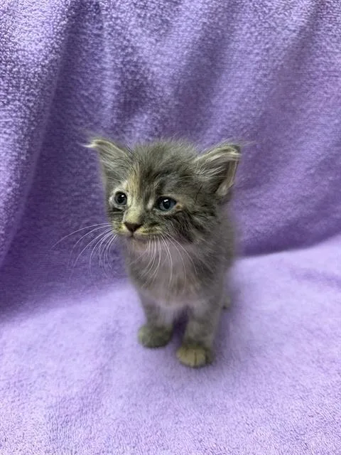 A baby small-sized female Domestic Long Hair cat named A for adoption in Ontario, CA