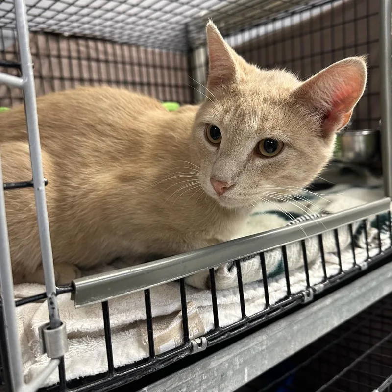 An adult medium-sized male Orange / Red Domestic Short Hair cat named Bingo for adoption in Milford, IA