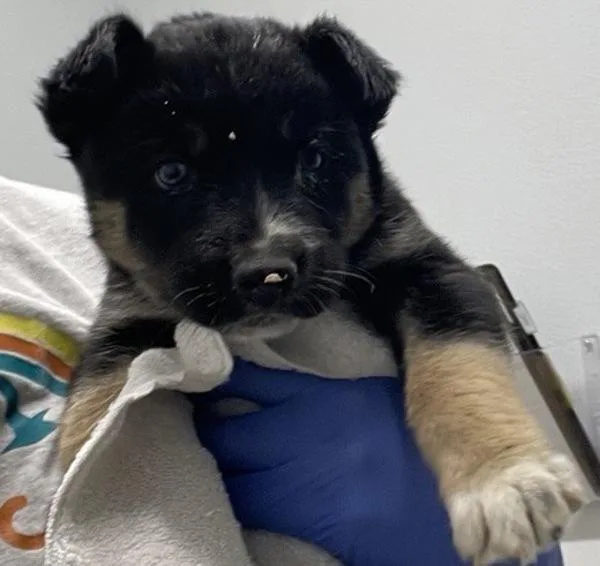 A baby large-sized male Shepherd dog named Snickers for adoption in Escondido, CA